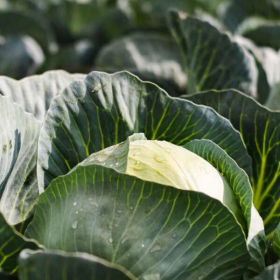 КОРОНЕЙШН F1 2500 насінин