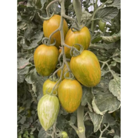 ТОМАТ КОРВАЛІС F1 250/1000 насінин