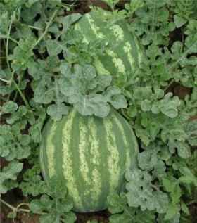 КАВУН ЛОРІСТО/Е26С.00050 F1 500 насінин