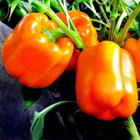 КЛЕМЕНТИН F1 500 насінин