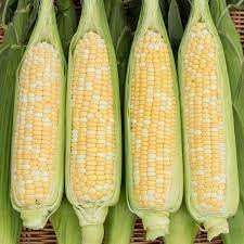 КУКУРУДЗА РОЗІ F1 5000 насінин