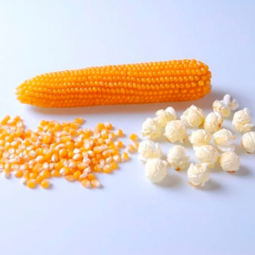 КУКУРУДЗА ПОПКОРН САММЕР F1 2500/25000 насінин