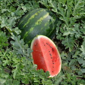 КАВУН ЛЕДЖІО F1 100/500 насінин