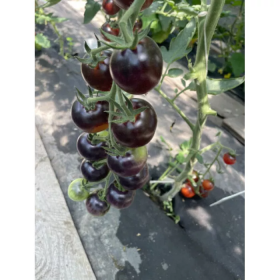 ТОМАТ ЛІТЛ РОК F1 250/1000 насінин