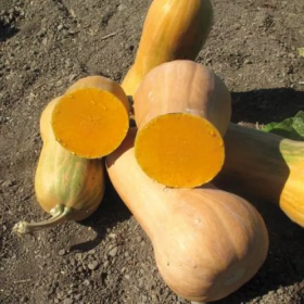 Лізард F1 1000 насінин