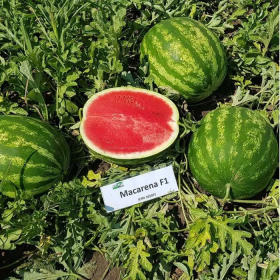 МАКАРЕНА CRX 10507 F1 1000 насінин