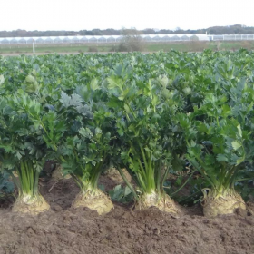 СЕЛЕРА МАРКІЗ