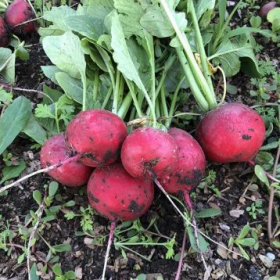 РЕДИС МАРВЕЛ F1 10000/50000 насінин