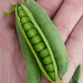 МЕГАСАЙЗ / MEGASAYZ  2500/100000 насінин