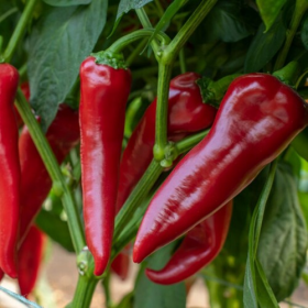 ПЕРЕЦЬ СОЛОДКИЙ МЕРСІСА F1 100/1000 насінин