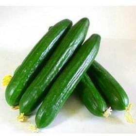 ОГІРОК МЕРТУС F1/MERTUS F1 1000 насінин