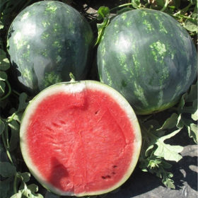 Міді F1 1000 насінин