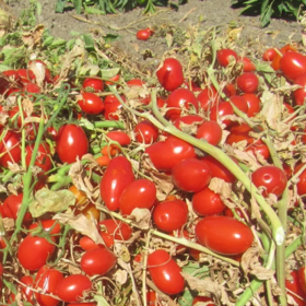 Мінімарзано F1 10000 насінин