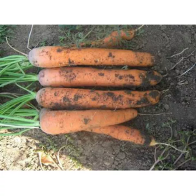 Нантес Скарлет 500г