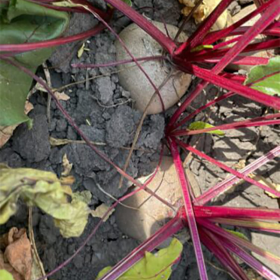 БУРЯК СТОЛОВИЙ АТЛАС F1 5000/25000/250000 насінин