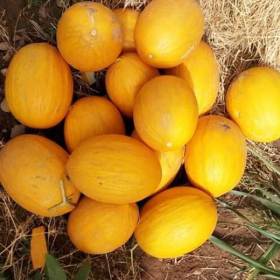 ДИНЯ КАРРЕРА F1 500 нас