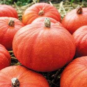 Флексі Курі F1 500 насінин