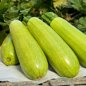 ІНЕСА F1 500 насінин