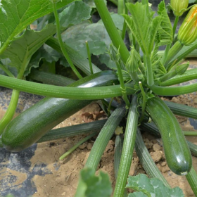 КАБАЧОК SQ 11009 F1 100/500 насінин