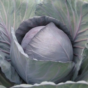 Рондале F1 2500 насінин