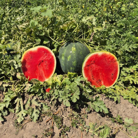 КАВУН СИНФОНІЯ F1 100/500 насінин