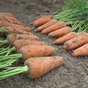 КУМБРЕ F1 25000/100000 насінин