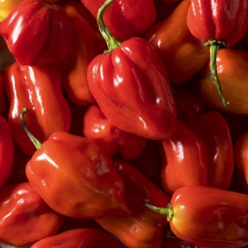 Хабахот F1 1000 насінин