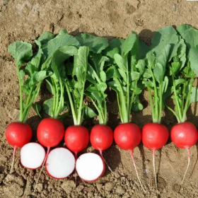 Донато F1 3,00-3,20 мм 10000 калібр./насінин