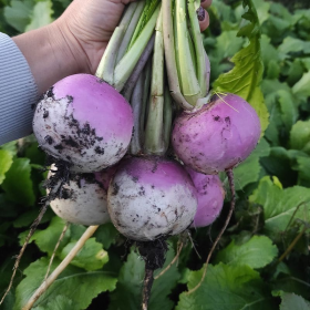 РІПА СВІТБЕЛЛ F1 500/10000/50000 насінин