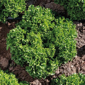 САЛАТ ЛОЛЛА БІОНДА БАБІЛА