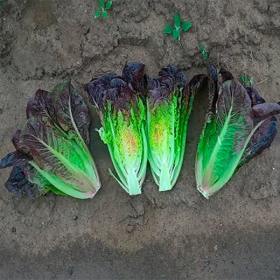 САЛАТ РОМЕН ФАРАМІР