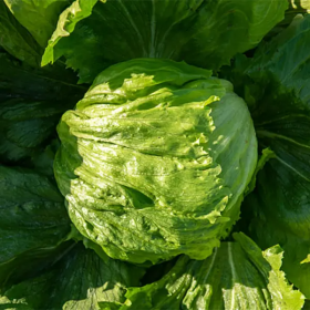 САЛАТ АЙСБЕРГ ГІДО F1