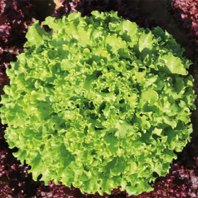 САЛАТ БАТАВІЯ ГІЛОНА