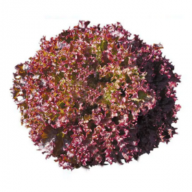 САЛАТ ЛОЛЛА РОССА КАНДЮКА