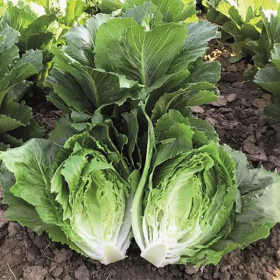 САЛАТ РОМЕН КОСПЕНЗА