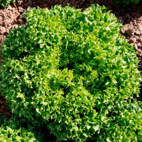 САЛАТ ЛОЛЛА БІОНДА ЛАБІБА