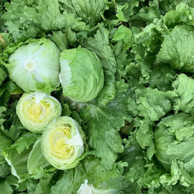 САЛАТ АЙСБЕРГ ПЛАНО