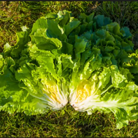 САЛАТ ЕНДІВІЙ ПРІМАФАЙН
