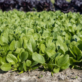 ТРЯЛБОСС F1 25 000 насінин