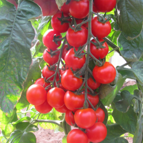 ТОМАТ ЧЕРЕЗА F1 1000 насінин