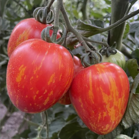 ТОМАТ ФІЛАДЕЛЬФІЯ F1 250/1000 насінин