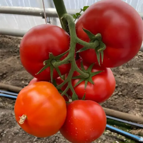 ТОМАТ КОСТАРЕД F1 100/1000 насінин