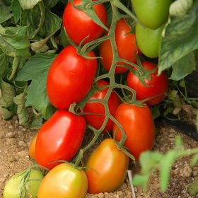 ТОМАТ ОКЕАНО F1 100/500 насінин