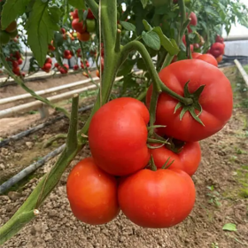 ТОМАТ ЖАМІЛІЯ F1 100/1000 насінин