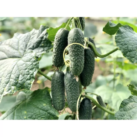 ОГІРОК НІНДЗЯ F1 100/250/1000 насінин