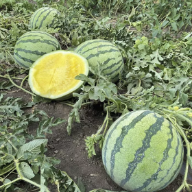 КАВУН НІНФЕЯ F1 100 насінин