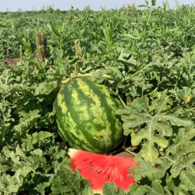 НУН 21613 F1 1000 насінин