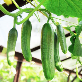 ОГІРОК СУПЕР БЕЙБІ F1 / SUPER BABY F1 500 насінин