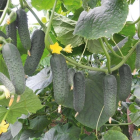 ГУННАР F1 / GUNNAR F1 100 насінин