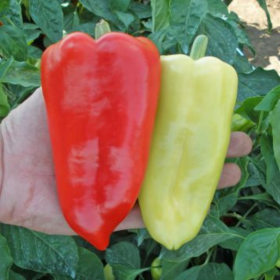 ОСТРІ F1 / OSTRY F1